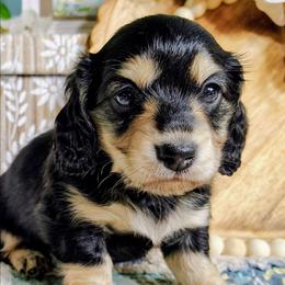 Clover - Black and cream female Dachshund puppy in Thomaston, Georgia from UGG Ranch