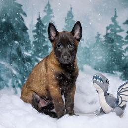 Dovah - Mahogany male Belgian Malinois puppy in Sanger, Texas from Faubion Malinois
