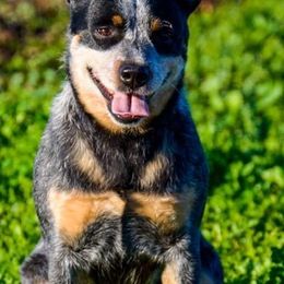 Australian Cattle Dogs from Cynlee Australian  Cattle Dogs