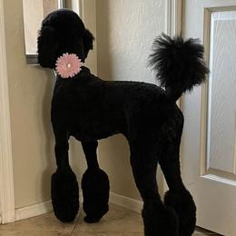 Poodles from Concertos Poodles