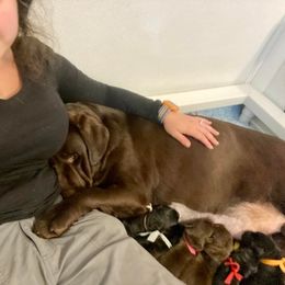 Labrador Retriever Puppies from Lost Woods Labradors