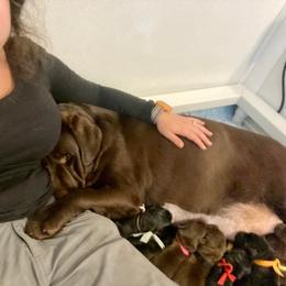Labrador Retriever Puppies from Lost Woods Labradors