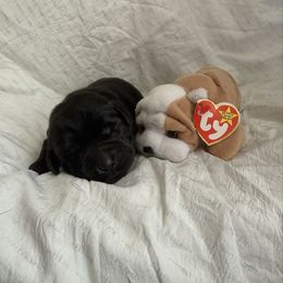 Wrinkles - Black male Labrador Retriever puppy in Water Valley, Mississippi from Three Lakes Labs & WHDs