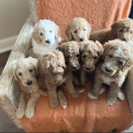 Goldendoodle Puppies from C.P. Puppy Buddies