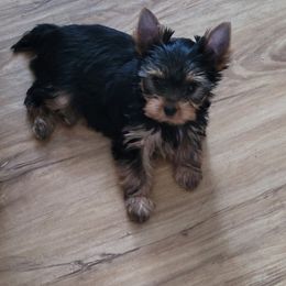 Yorkshire Terrier Puppies from Cantlon Yorkshire Terriers