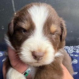 Blaze - Red tri-color male Australian Shepherd puppy in Stanford, Kentucky from Red Feather Aussies