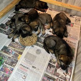 German Shepherd Puppies from Lucas Fiedler