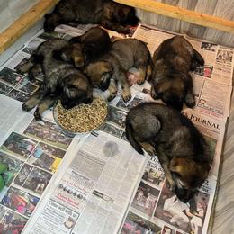 German Shepherd Puppies from Lucas Fiedler