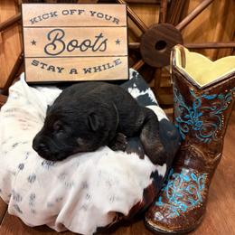 Slate - Bi-color male German Shepherd puppy in Beech Grove, Arkansas from Ze Zadnich lesu