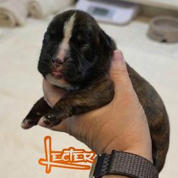Brindle boy 8 - Brindle male Boxer puppy in Red Boiling Springs, Tennessee from Silver Rain