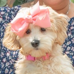 Pink Girl (Leia) - Australian Labradoodle puppy from Rose Cottage Labradoodles