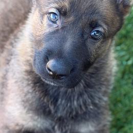 Pup 4 - Sable female German Shepherd puppy in Surprise, Arizona from Vom Wustefeuer German Shepherds