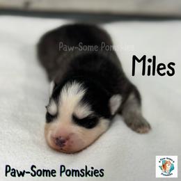 Miles - Black and white male Pomsky puppy in Krum, Texas from Paw-Some Pomskies