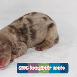 Hex - Dapple male Dachshund puppy in Powderly, Texas from Kuttin’ Up Mini Aussies