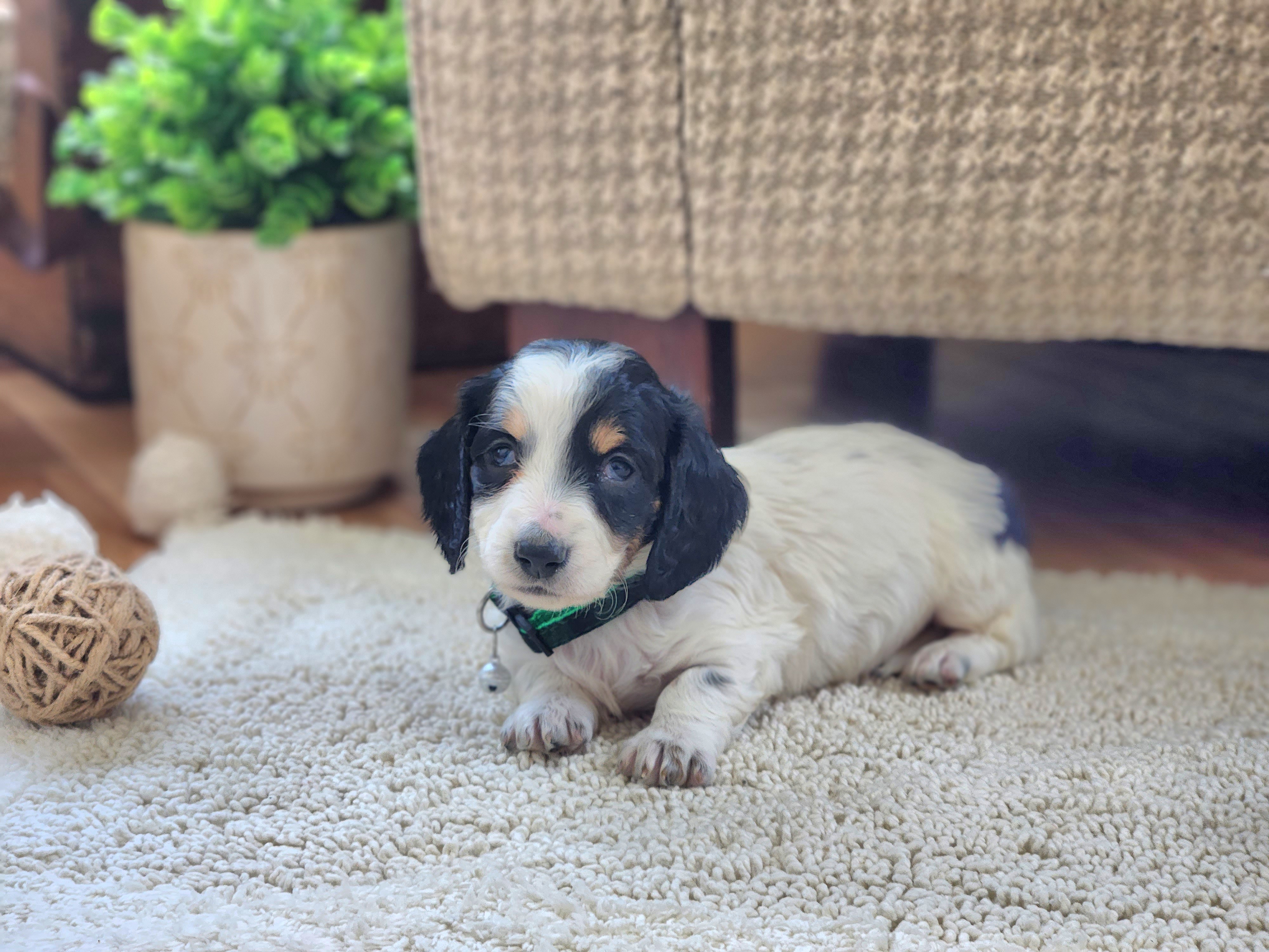 AKC Meet Captain :) - Piebald male Dachshund puppy in Centerville, Iowa from Barnyard Dachshunds, Dals & Doodles