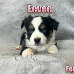 Miniature American Shepherd and Miniature Australian Shepherd Puppies from Regal Miniature American Shepherds | Regal Miniature Australian Shepherds