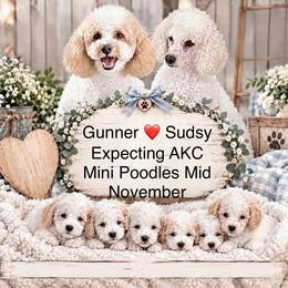 Poodle puppies from Mustanghills Doodles and Poodles