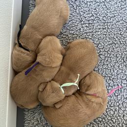 Girl 4 - Golden female Golden Retriever puppy in Modesto, California from Rooster Valley Golden Retrievers