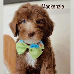 Mackenzie - Parchment male Australian Labradoodle puppy in Arden, North Carolina from Kismet Labradoodles