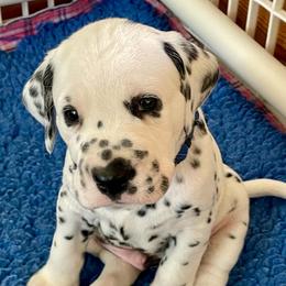 Larkspur (Royal blue boy) - White and black male Dalmatian puppy in Acampo, California from Gateway Farm Dalmatians