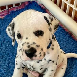 Larkspur (Royal blue boy) - White and black male Dalmatian puppy in Acampo, California from Gateway Farm Dalmatians