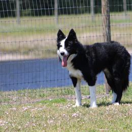 Two Male Pups - Tri-color male Border Collie puppy in Okeechobee, Florida from Cowtown Corgis & Border Collies