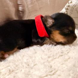 Red collar - Black and tan female Yorkshire Terrier puppy in Dallas, North Carolina from Yorkie Fever