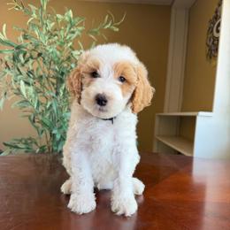 Anthony - Parti male Goldendoodle puppy in Barstow, California from Golden Desert Doodles