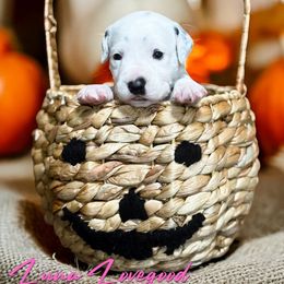 Luna Lovegood - White and black female Dalmatian puppy in Whitwell, Tennessee from Rock a Dalmatian “RockADal”