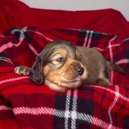 Cupid - Red male Dachshund puppy in Kingman, Arizona from Diddle Bros Dachshunds