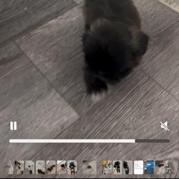 Pudding - Tricolor female Shih Tzu puppy in Marion, Texas from Hand Raised Shih Tzu’s