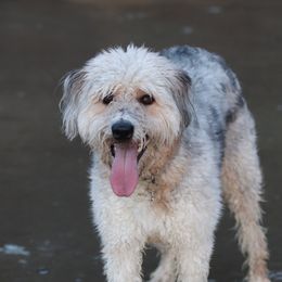 Hazel - Bordoodle