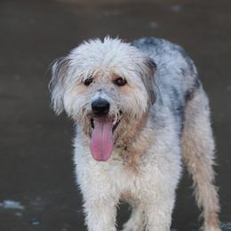 Hazel - Bordoodle
