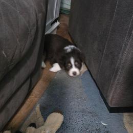 Iggy - Red tri-color male Miniature American Shepherd puppy in Vancouver, Washington from BonDrew's Miniature American Shepherds