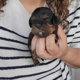 Tiny - Black and tan male Cavalier King Charles Spaniel puppy in Grand Prairie, Texas from Westchester Cavaliers
