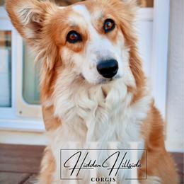 Dumpling - Pembroke Welsh Corgi