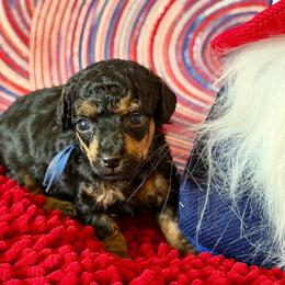 Patriot - Phantom male Poodle puppy in Ardmore, Oklahoma from The Poodles of Green Acres