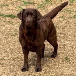 Josie - Chocolate female Labrador Retriever puppy in Clinton, Tennessee from Summer Rose