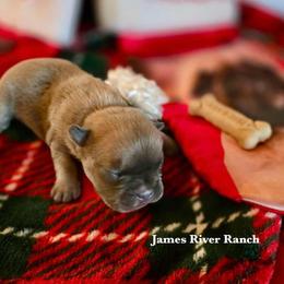 French Bulldog Puppies from Kimberly brokaw