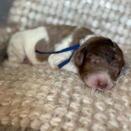 Blue - Parti male Goldendoodle puppy in Hesperia, Michigan from Red Acres Poodles & Doodles