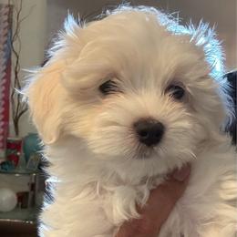 Girl  K3 - White female Maltipoo puppy in Las Vegas, Nevada from Maltipoo_vegas