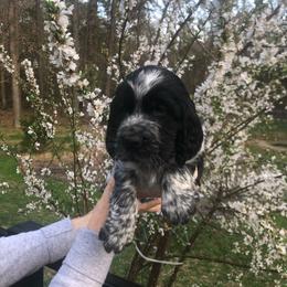 Cooper - Black and white male English Springer Spaniel puppy in Egg Harbor, New Jersey from Whispering Cedars Springer Spaniels NJ