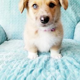 Pembroke Welsh Corgi Puppies from Whimsical Treasure Corgis