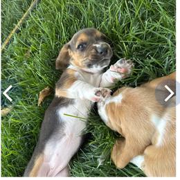 Girl 3 - Black brown and white female Basset Hound puppy in Panhandle, Texas from TNT Bassets