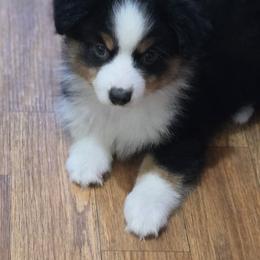 Boy 3 - Black tri male Miniature Australian Shepherd puppy in Ola, Arkansas from Peaceful Acres