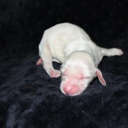 Hallow - Cream female Dachshund puppy in Powderly, Texas from Kuttin’ Up Mini Aussies