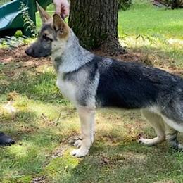 Maui - German Shepherd