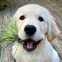 Golden Retrievers from Millstones Golden