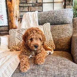 Twix - Red  male Goldendoodle puppy in Beaver, Utah from Rocky Ridge Ranch