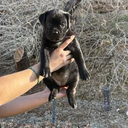 Cupid - Black female Cane Corso puppy in Utah from 3Lake Kennelz
